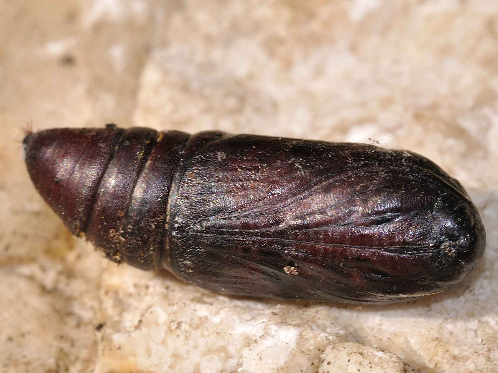 Crisalide
